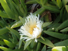 Carpobrotus edulis