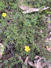 Hibbertia monogyna