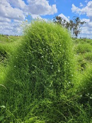 Stellaria angustifolia