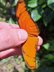 Dryas iulia