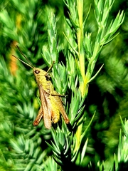 Chorthippus dorsatus