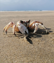 Ocypode ryderi