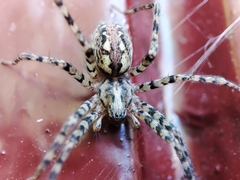 Tegenaria ferruginea