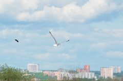 Larus argentatus