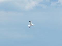 Larus argentatus
