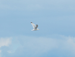 Larus argentatus