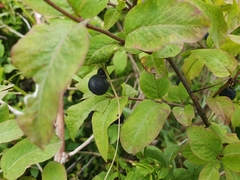 Lonicera nigra