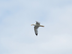 Larus argentatus