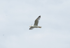 Larus argentatus