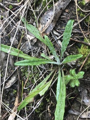 Senecio prenanthoides
