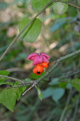 Euonymus verrucosus