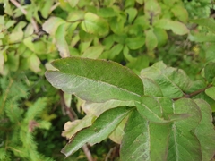 Lonicera nigra