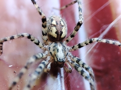 Tegenaria ferruginea