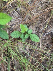 Rubus flagellaris