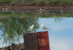 Larus argentatus