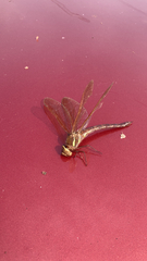 Aeshna grandis
