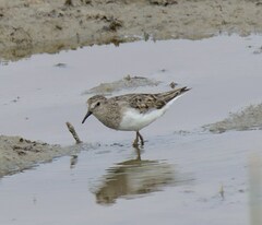 Calidris temminckii