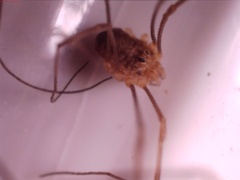 Rilaena triangularis