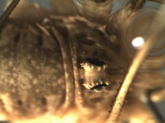 Rilaena triangularis