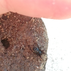 Steatoda albomaculata