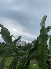 Acanthocereus tetragonus