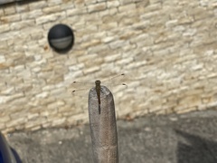 Sympetrum striolatum