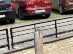 Sympetrum striolatum