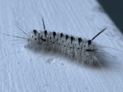 Lophocampa caryae