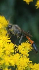Ammophila
