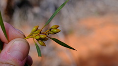 Eucalyptus rigidula rigidula