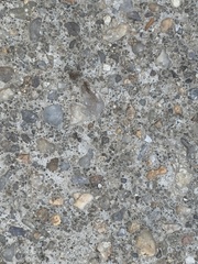 Tetramorium immigrans