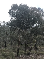 Eucalyptus polyanthemos