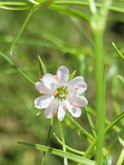 Stellaria angustifolia