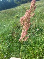 Rumex acetosa