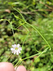 Stellaria angustifolia