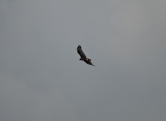 Buteo albonotatus