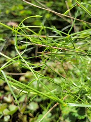 Stellaria angustifolia