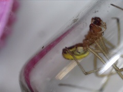 Enoplognatha ovata