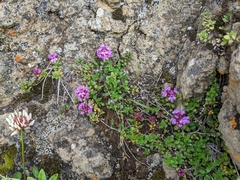 Thymus praecox britannicus