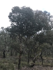 Eucalyptus polyanthemos
