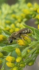 Seladonia