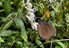 Euploea tulliolus