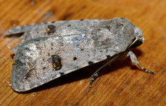 Caradrina