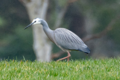Egretta novaehollandiae