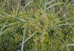 Cyperus