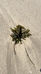 Fucus distichus