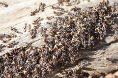 Dolichoderus doriae