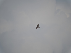 Buteo albonotatus