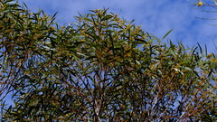 Eucalyptus rigidula rigidula