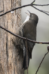 Cormobates leucophaea